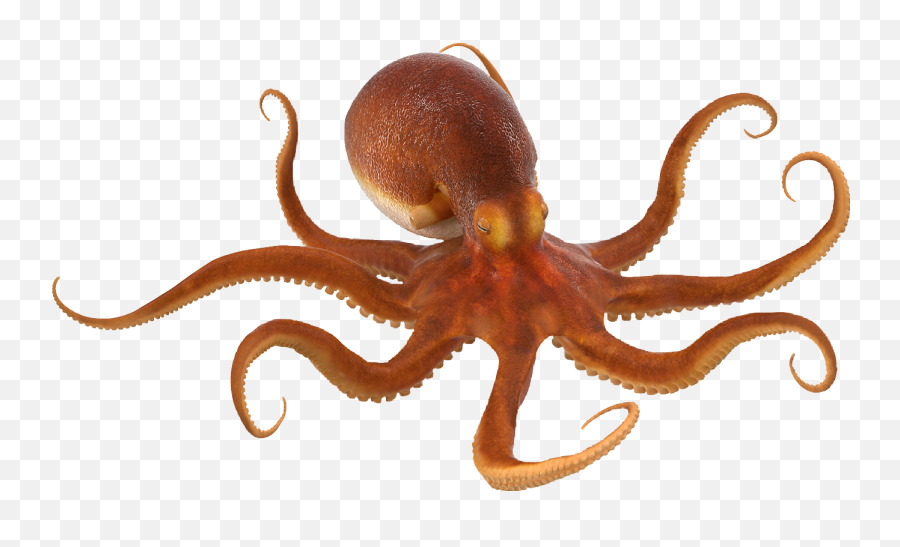 The Newest Octopus Stickers On Picsart - Octopus Png Emoji,Octopus Emoji