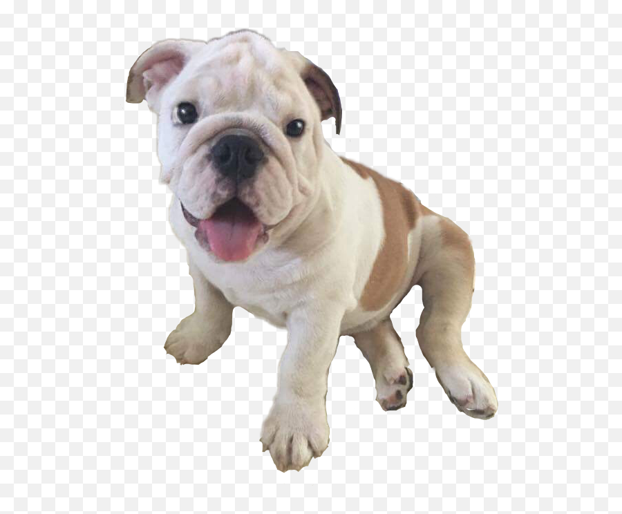 Largest Collection Of Free - Toedit Cute Puppy Stickers On Australian Bulldog Emoji,Jiffpom Emoji