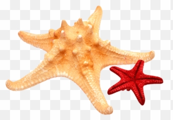 Stars Starfish Beach Sand - Starfish Emoji,Starfish Emoji