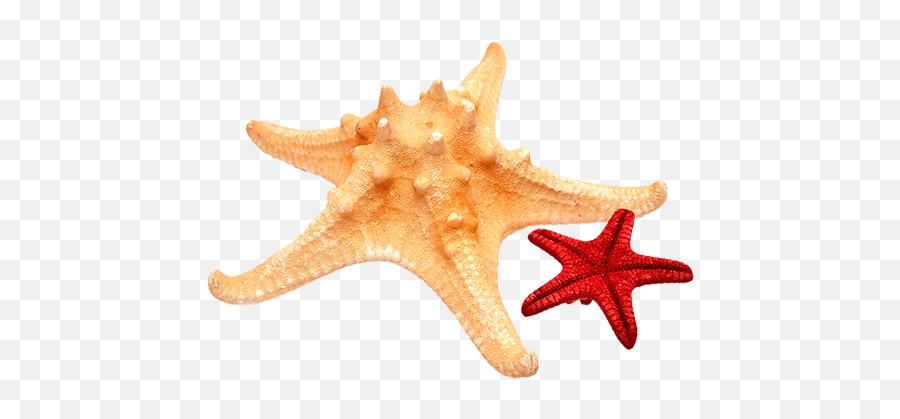 Stars Starfish Beach Sand - Starfish Emoji,Starfish Emoji