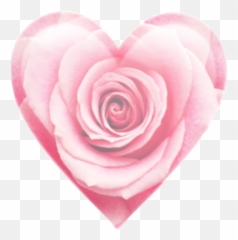 Emoji Heart Rose Pink Emojiheart - Garden Roses