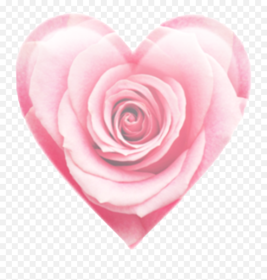 Emoji Heart Rose Pink Emojiheart - Garden Roses,Pink Rose Emoji