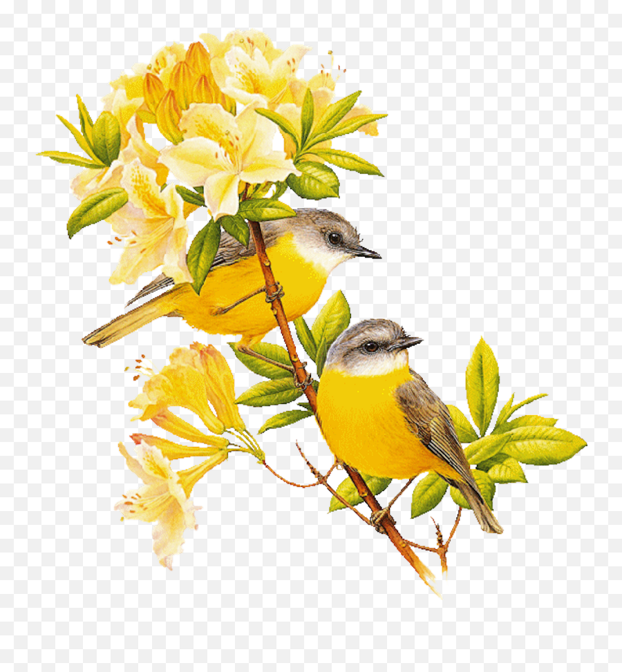 Yellow Bird - Yellow Bird Transparent Background Emoji,Oriole Emoji