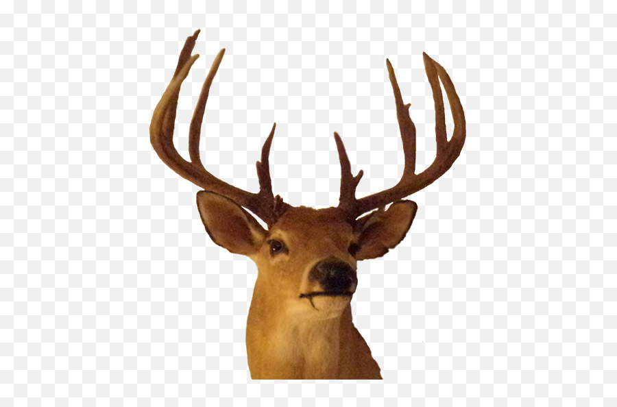 Elk Antler Trophy Hunting - Transparent Buck Png Emoji,Deer Hunting Emoji