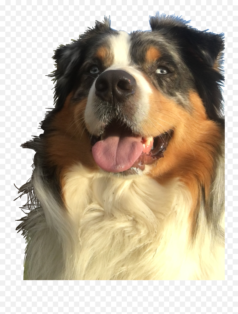 Largest Collection Of Free - Toedit Cute Puppy Stickers On Bernese Mountain Dog Emoji,Jiffpom Emoji