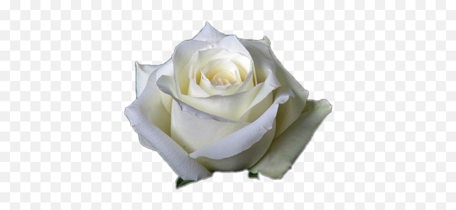 Ladymc Whiterose White Rose Flower - Floribunda Emoji,White Rose Emoji