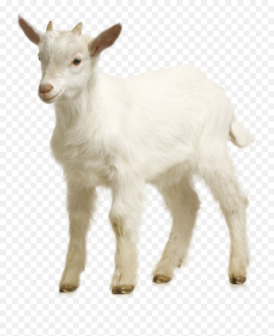 Sheep Farm Goat Free Png Hq Clipart Png - Goat Transparent Png Emoji,Goat Emoticon