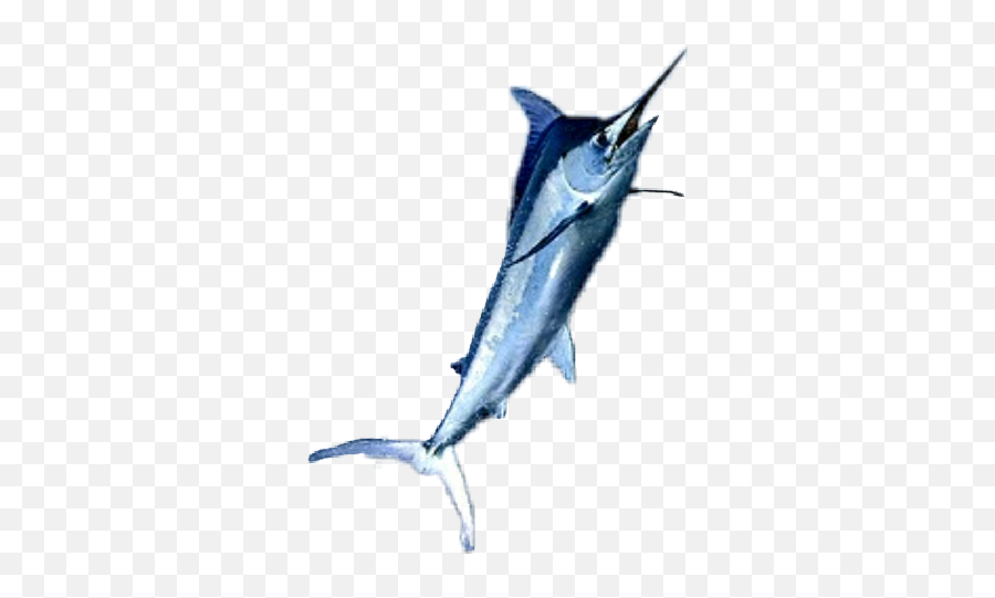 Marlin Fish - Atlantic Blue Marlin Emoji,Swordfish Emoji