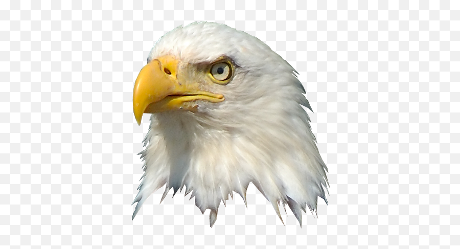 Eagle Cartoon Transparent Png Clipart - Bald Eagle Head Png Emoji,Bald Eagle Emoji
