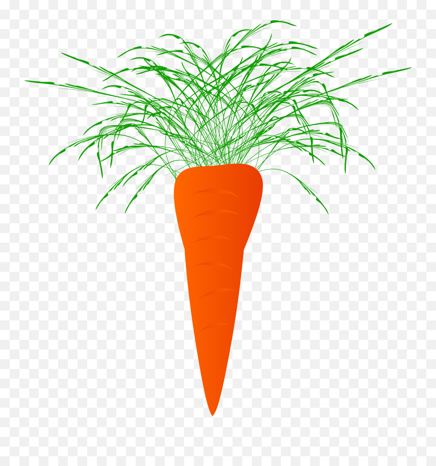 Carrots Carrot Plant Naciowa 1586302 - Carrot Emoji,Carrot Emoji