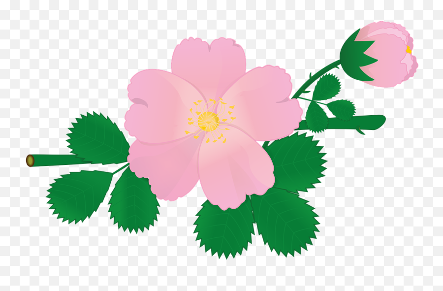 Rose Flower Briar Pink Flowers Floral - Hoa Tng Vy Png Emoji,Rose Gold Emoji