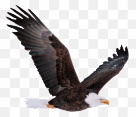Sticker - Bald Eagle Emoji