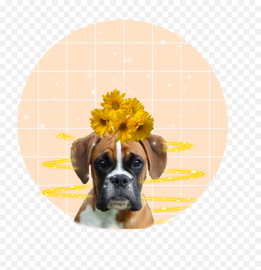 Boxer - Boxer Emoji,Boxer Emoji