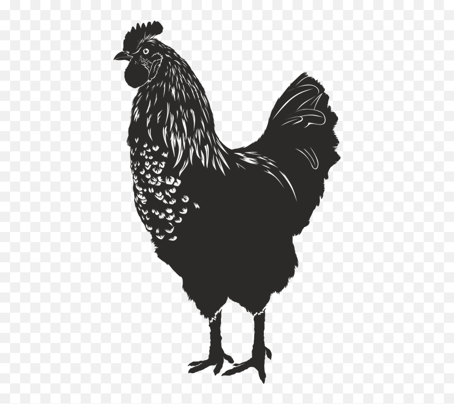 Hen Silhouette Black Isolated - Gallina Silueta Png Emoji,Wave Chicken Emoji