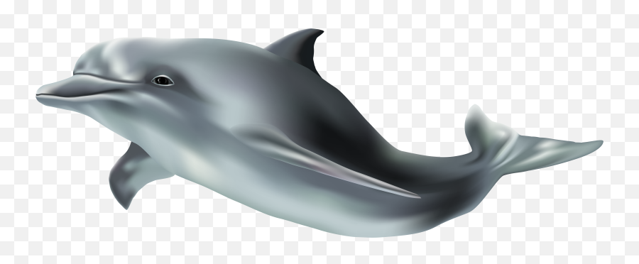 Dds Vs Png Dolphin Picture - Transparent Background Dolphins Clipart Png Emoji,Dolphin Emoji