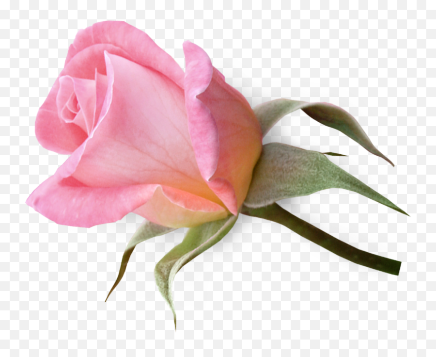 Funeral Clipart Funeral Casket Funeral Funeral Casket - Single Pink Rose Buds Emoji,Casket Emoji