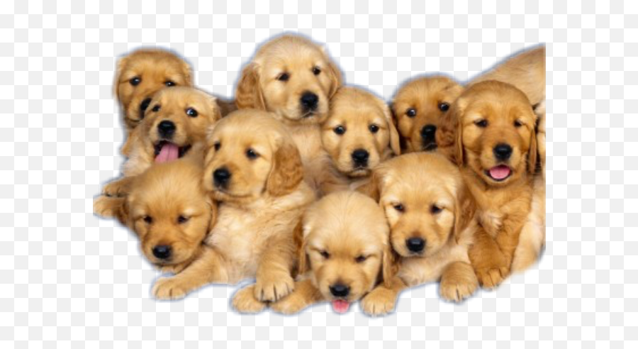 Puppies Pile Pileofpuppies Freetoeditfreetoedit - Golden Retriever Puppies Emoji,Whelp Emoji