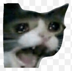 Sadcat Meme Memes Sad Cat - Sad Cat Discord Emoji - free transparent