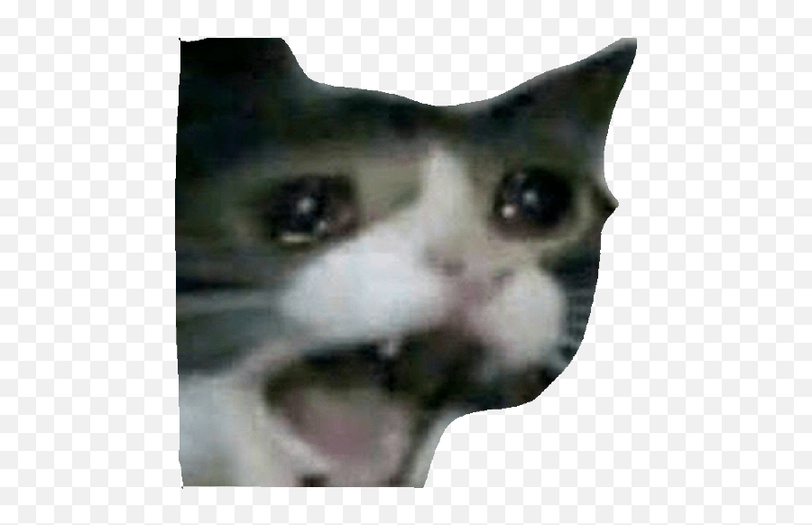 Harry - Crying Screaming Cat Meme Emoji,Sad Cat Emoji