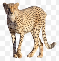 Cheetah Leopard - Cheetah Png Emoji,Cheetah Emoji