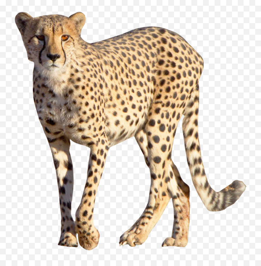 Cheetah Leopard - Cheetah Png Emoji,Cheetah Emoji