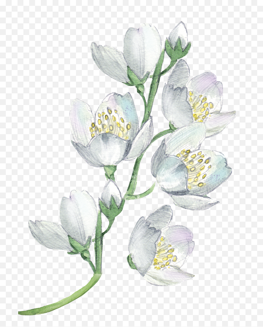 White Flowers Watercolor Painting Flower Floral Design Lilies Emoji White Flower Emoji Free Transparent Emoji Emojipng Com
