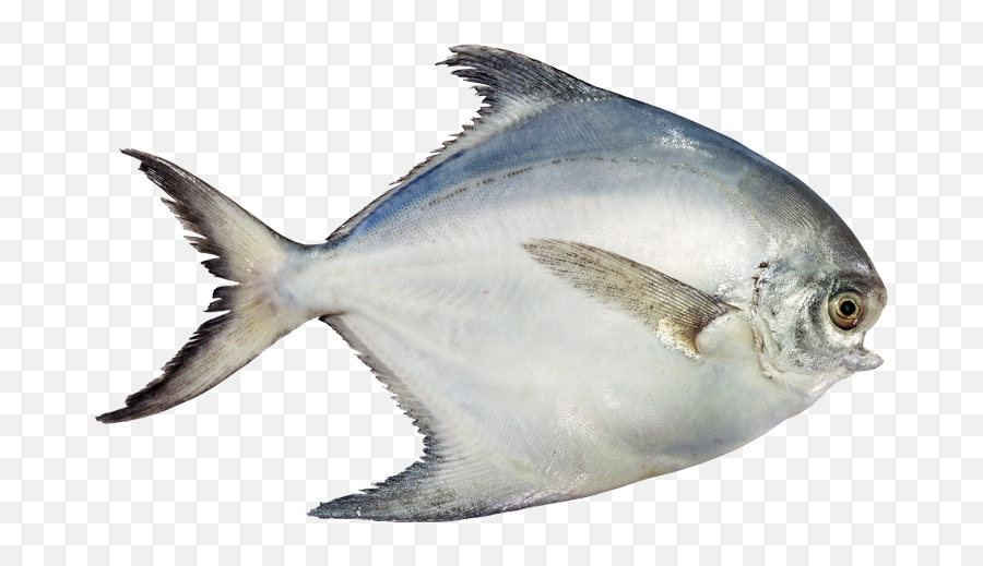 Download Hd Pomfret - White Pomfret Fish Png Transparent Png Paplet Fish Hd Png Emoji,Fish Emoji Png