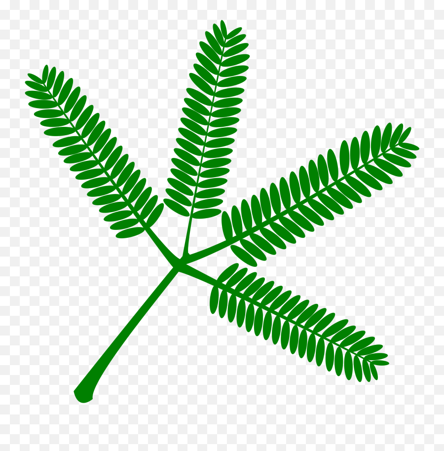 Plant Clipart Terrestrial Plant Plant Terrestrial Plant - Touch Me Not Plant Png Emoji,Mimosa Emoji