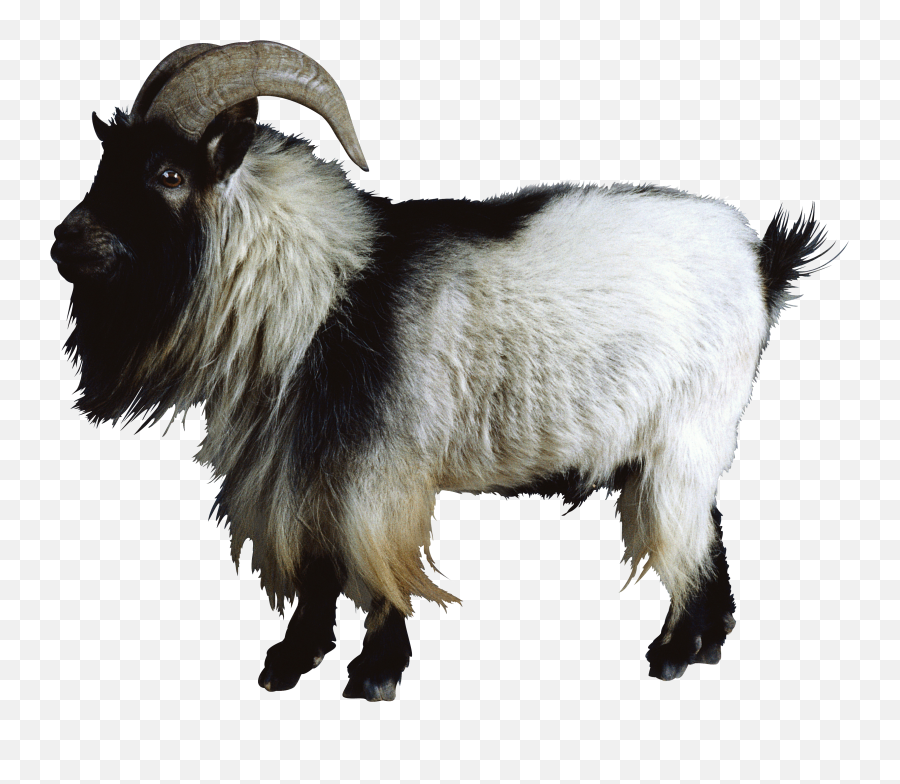 Transparent Mountain Goat Clipart - Mountain Goat Transparent Background Emoji,Goat Emoji Iphone