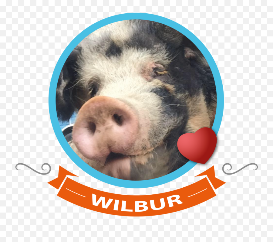 Loading - Domestic Pig Highresolution Png Domestic Pig Emoji,Piggy Bank Emoji