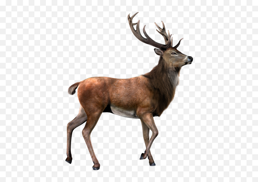 Deer Transparent Background Clipart - Elk Png Emoji,Deer Emoji