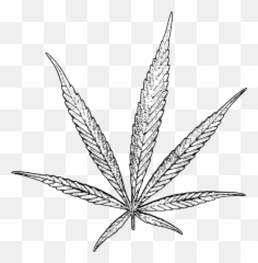 Cannabis Sativa Marijuana - Weed Drawing Png Emoji,Pot Leaf Emoji