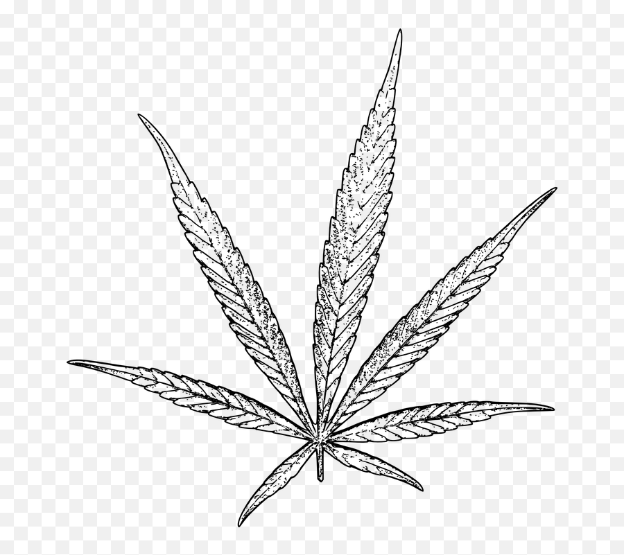 Cannabis Sativa Marijuana - Weed Drawing Png Emoji,Pot Leaf Emoji