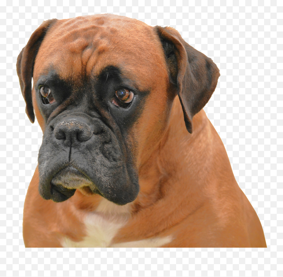 Isolated Dog Brown Pet Portrait - Diamond Painting Boxer Emoji,French Bulldog Emoji