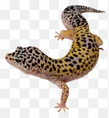 Lizard Gecko - Transparent Background Leopard Gecko Png Emoji,Gecko Emoji