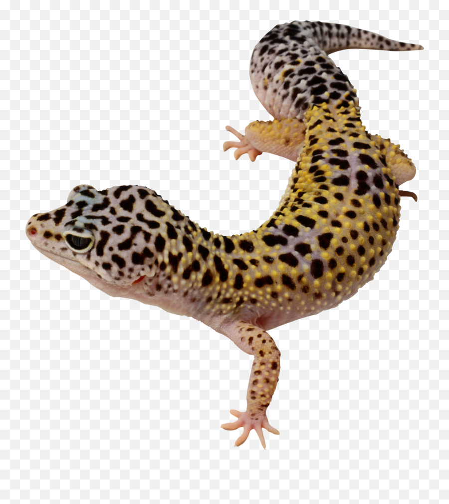 Lizard Gecko - Transparent Background Leopard Gecko Png Emoji,Gecko Emoji