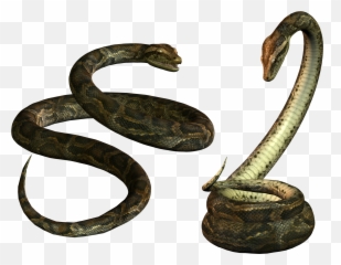 Two Snake Png - Clear Background Emoji