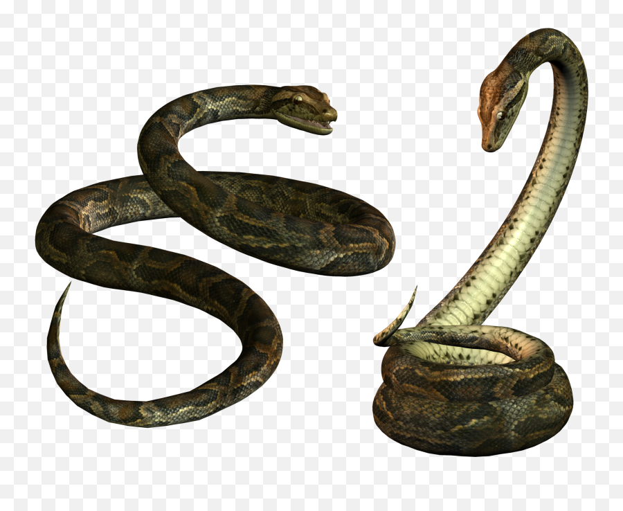 Two Snake Png - Clear Background Snake Png Emoji,Snake Emoji Transparent