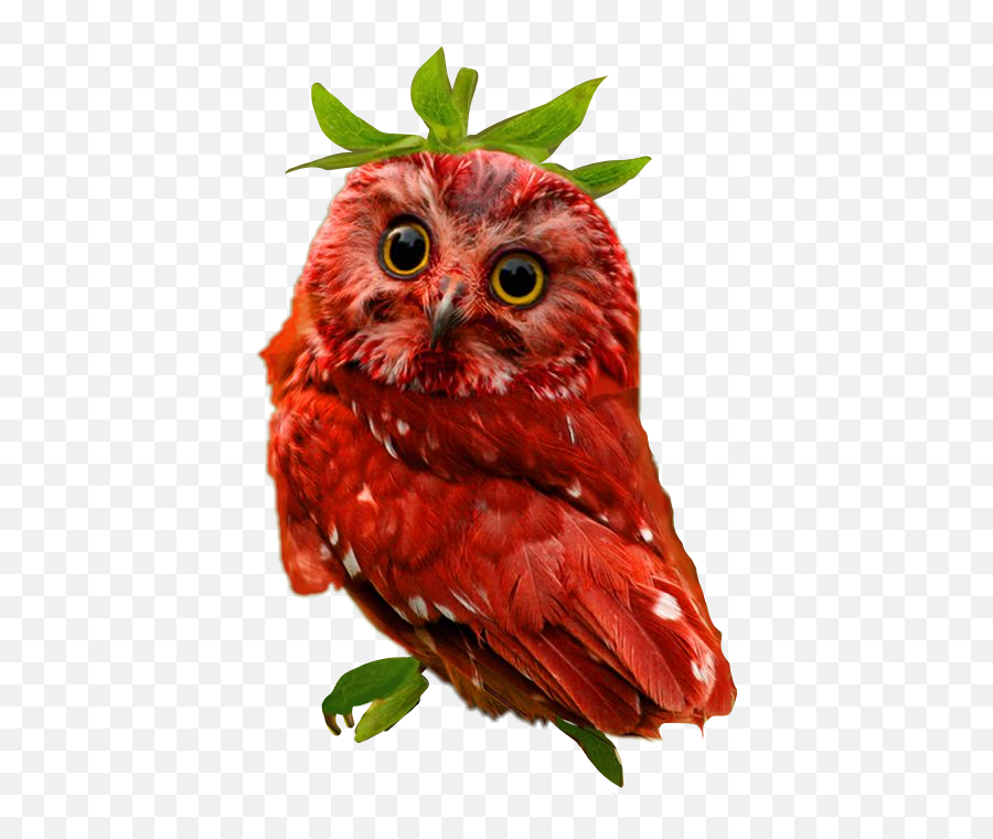 Scowl Owl Voting Sticker By Yesyeshernandez - Owls Emoji,Scowl Emoji