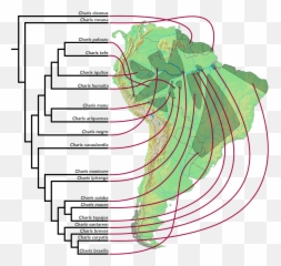 Allopatric Speciation - Finches Migration In The Galapagos Islands Emoji