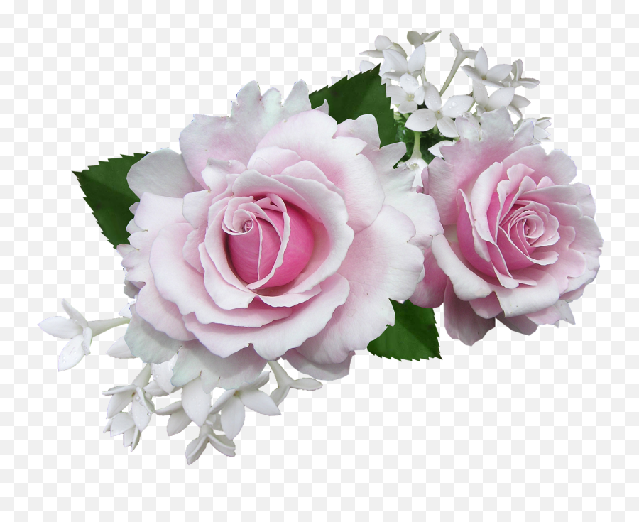 Rose Pink With White Flower - Pink And White Flowers Png Emoji,Breast Cancer Ribbon Emoji
