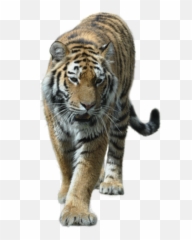Largest Collection Of Free - Toedit Tiger Stickers On Picsart Siberian Tiger Emoji,Tiger Emoji