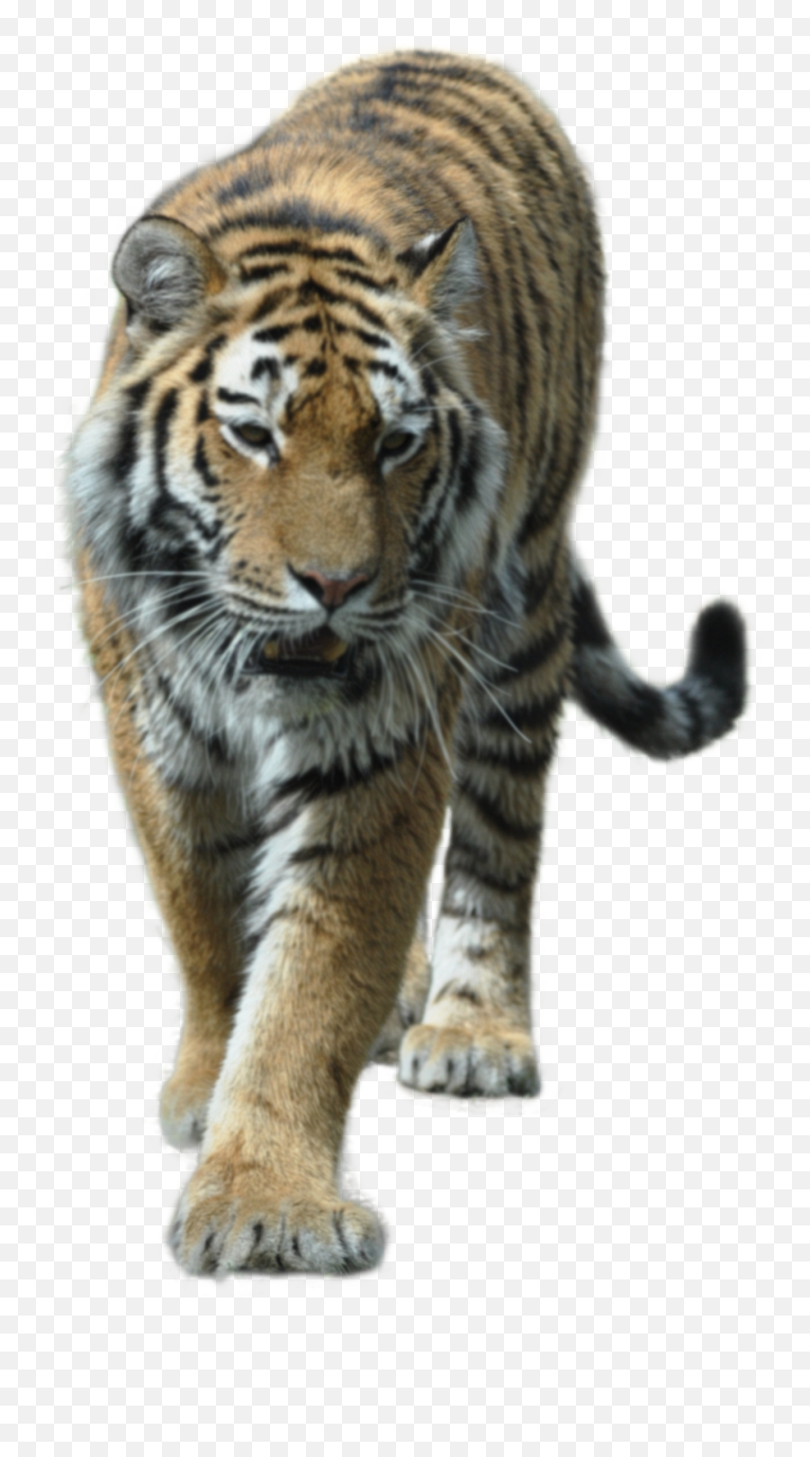 Largest Collection Of Free - Toedit Tiger Stickers On Picsart Siberian Tiger Emoji,Tiger Emoji