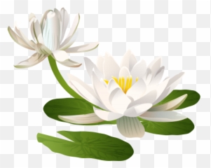 Pin - Water Lily Clipart Png Emoji,Lotus Emoji
