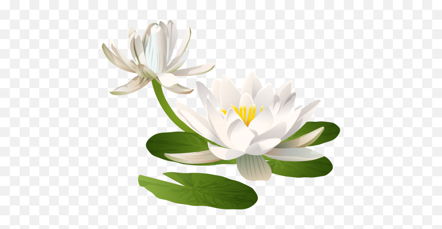 Pin - Water Lily Clipart Png Emoji,Lotus Emoji
