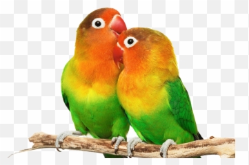 Download Free png Love Birds Png - DLPNGcom Hd Emoji