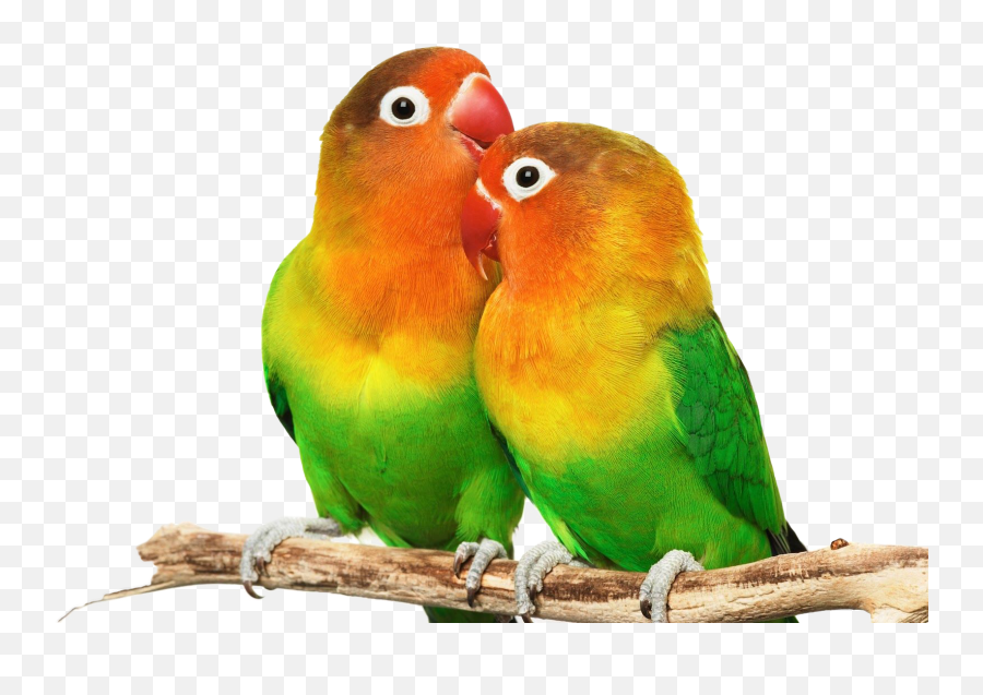 Download Free Png Love Birds Png - Dlpngcom Love Birds Png Hd Emoji,Descargar Emoticonos Gratis