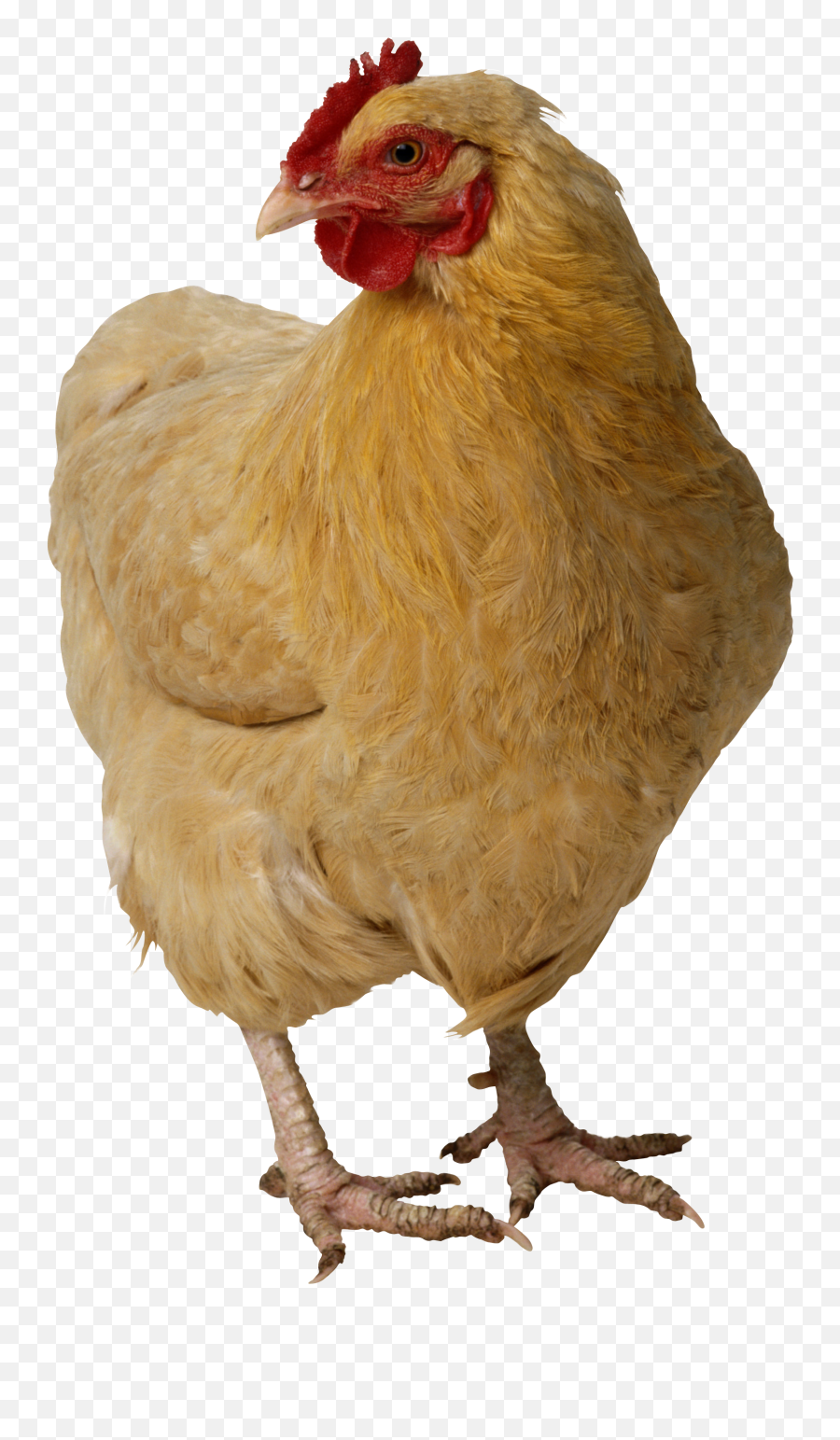 Png Chicken U0026 Free Chickenpng Transparent Images 10078 - Pngio Emoji,Hen Emoji