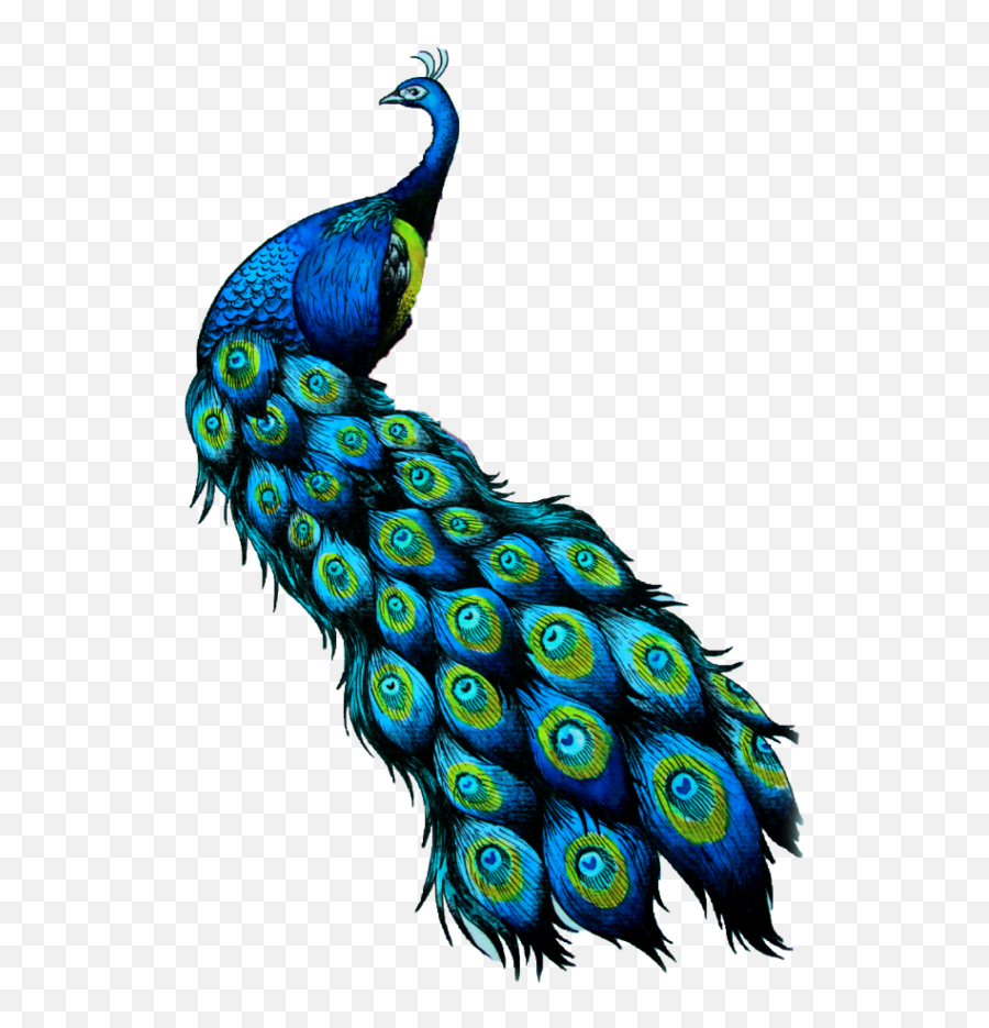 Peacock - Peafowl Emoji,Peacock Emoji