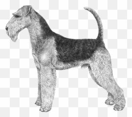 Topics for Breeders - Hot DogWellNetcom Perro Airedale Terrier Gris Emoji